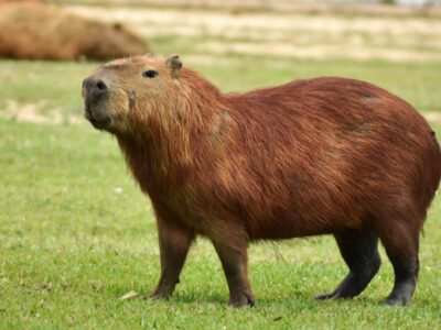 A Capybara Quiz: Test Your Knowledge!