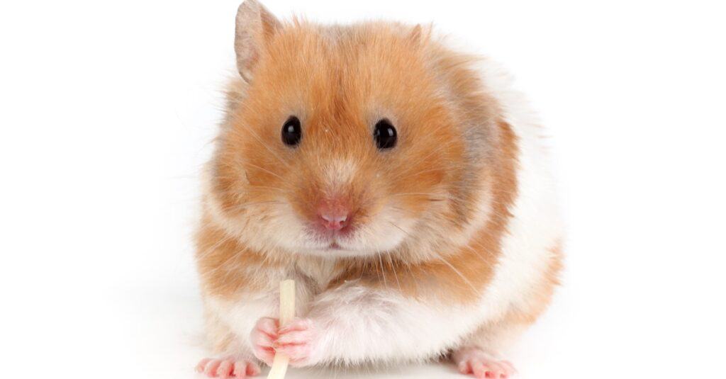A rodent isolated on a white background - Funny Syrian hamster sits and eats pasta.