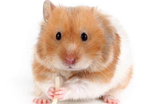 Hamsters can eat many types of fruit safely, including apples. 
