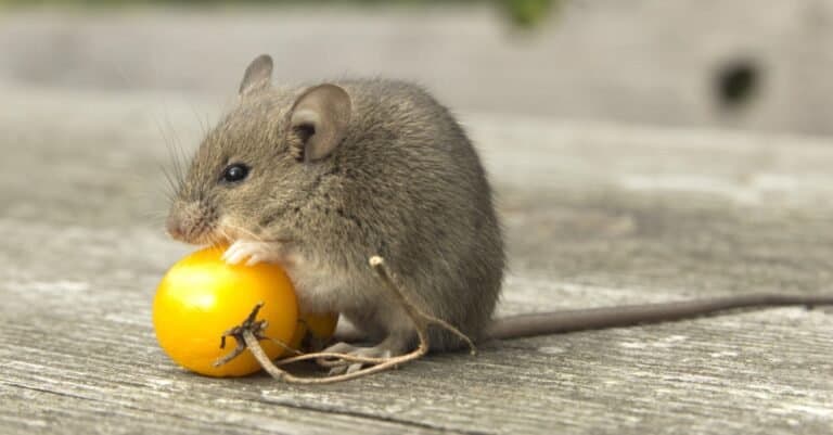 One of the smallest rodents, a little mouse, eating a tomato.