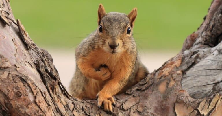 A species of rodent, a fox squirrel (Sciurus niger) sitting on branch in Denver, Colorado.