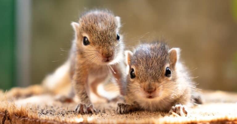 Baby squirrels, a type of rodent, looking out for their mother.