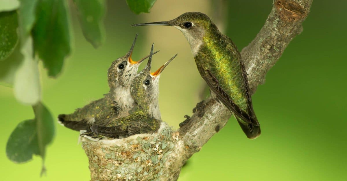 Female Ruby-Throated Hummingbird feeding the chicks in the nest.