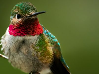 A Ruby-Throated Hummingbird