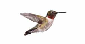 Hummingbird Lifespan: How Long Do Hummingbirds Live? Picture