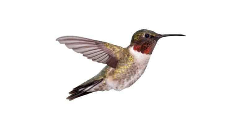 Ruby-Throated Hummingbird isolated on a white background.