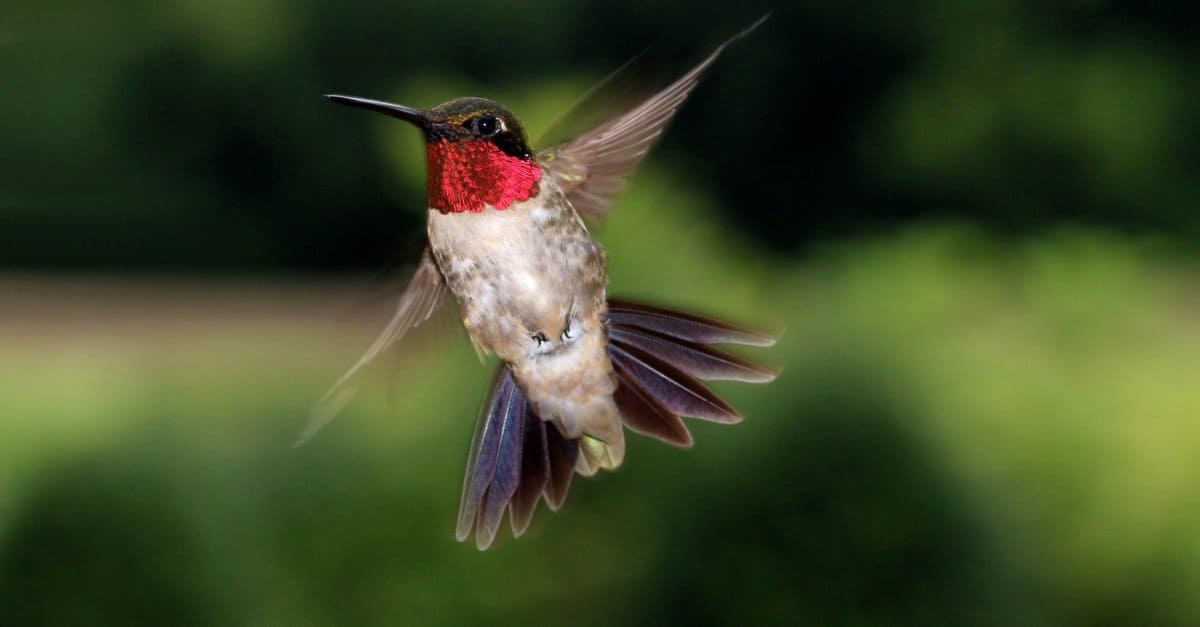 Male Ruby-Throated Hummingbird in flight.