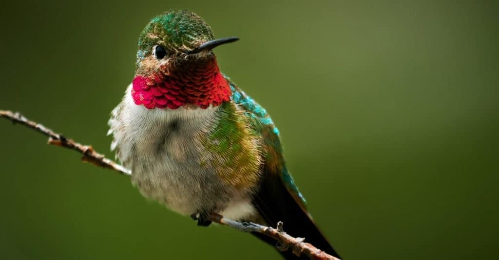 Rocky Mountain Ruby-Throated Hummingbird sitting on a branch.