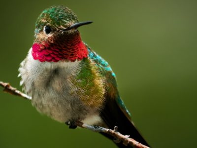 A Discover When Hummingbirds Leave New Hampshire (and Where They Go)