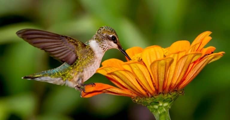 Ruby-Throated Hummingbird sipping nectar from an orange flower.