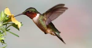 Discover When Hummingbirds Leave North Dakota Picture