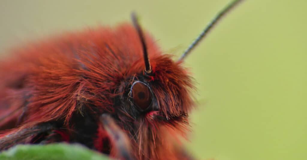 Ruby tiger moth