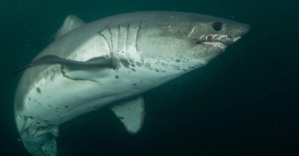 Rare underwater photograph of a Salmon Shark in open water, elusive predator of the Northern <a href=