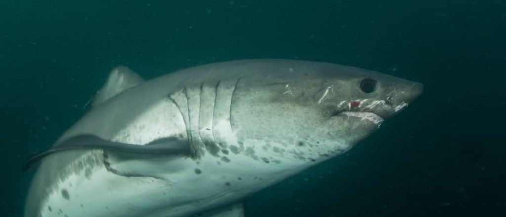 Salmon Shark close-up
