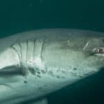 Salmon shark