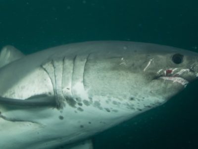 A Salmon Shark