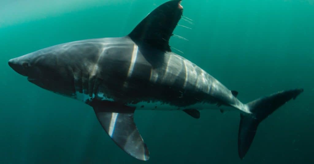 A Shark Found in the Salmon River in Idaho... Yes Idaho! - A-Z Animals