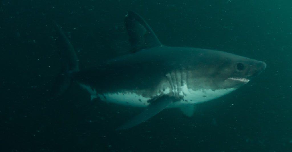 The rare and elusive Salmon Shark, in the open ocean of Alaska.