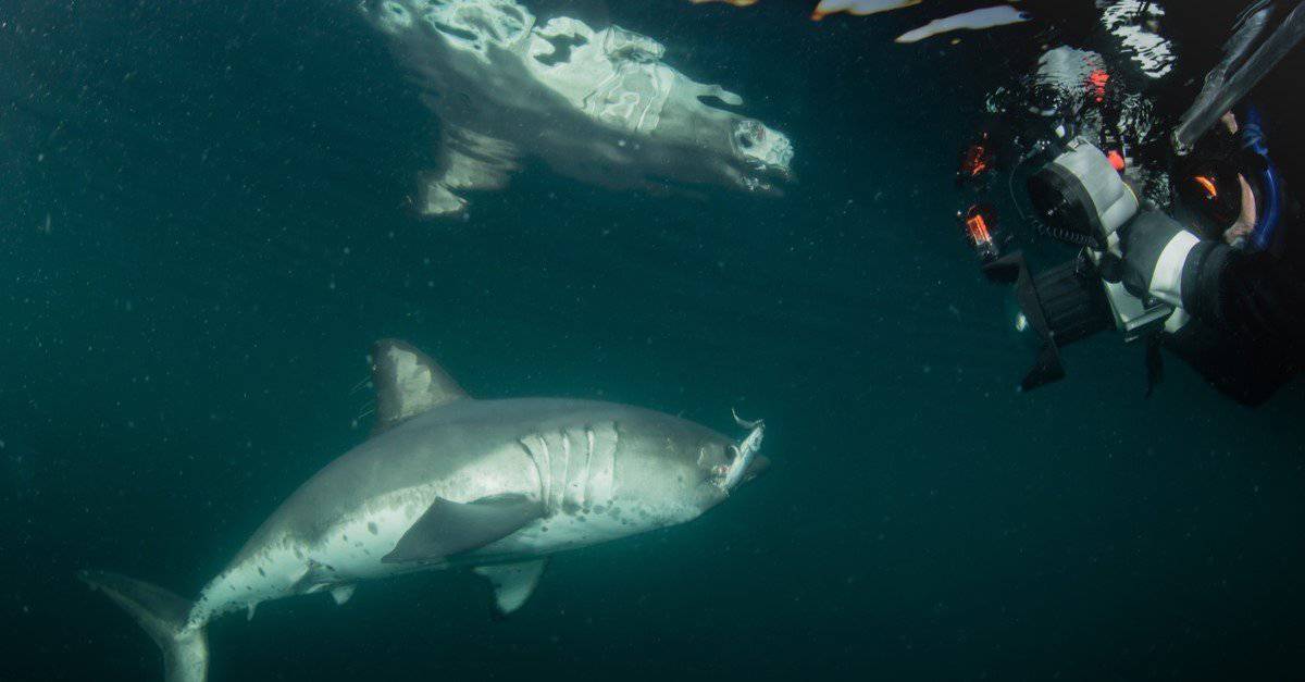 A diver photographing a Salmon Shark in open water.