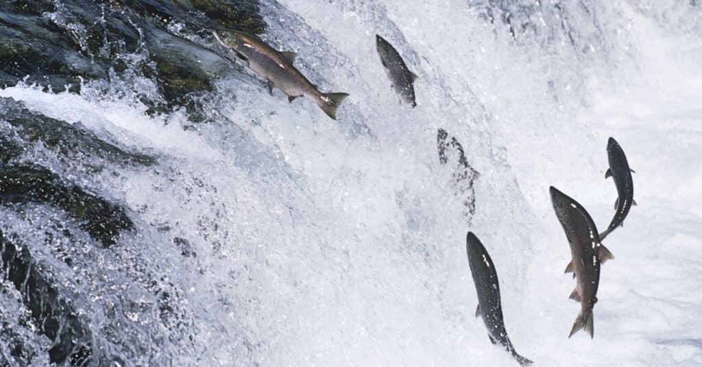 Animal migration - salmon