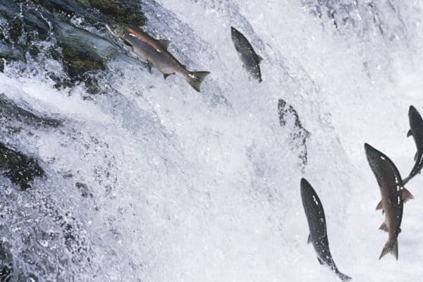 In the open ocean, salmon use the Earth's magnetic field to guide their migration.