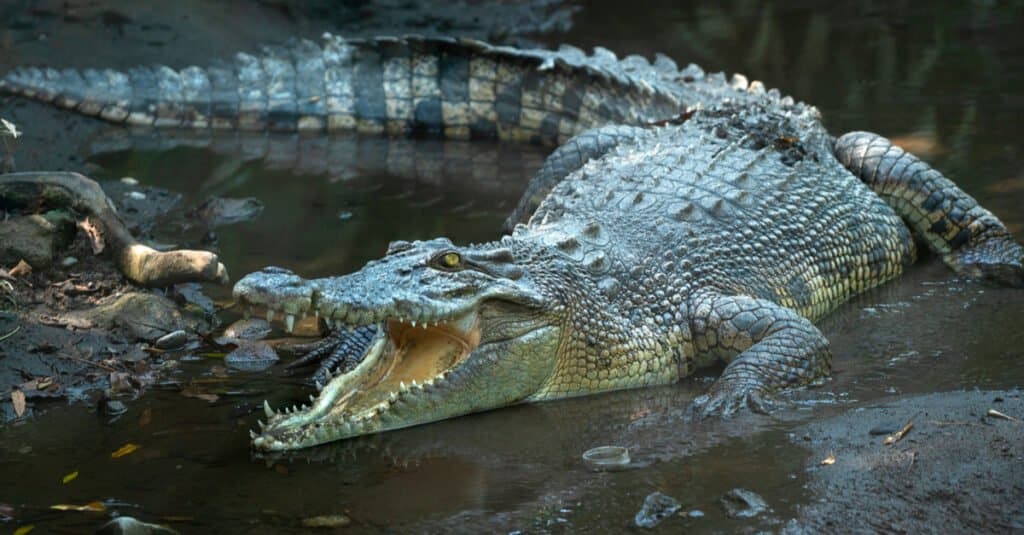 Saltwater crocodiles are known for hunting even huge sharks! They are the real predators in the Ocean.