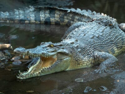 A Saltwater Crocodile vs Rhino: Who Would Win in a Fight?