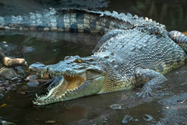 The largest, living reptile documented by science, the saltwater crocodile ambushes its prey before drowning it or swallowing it whole.