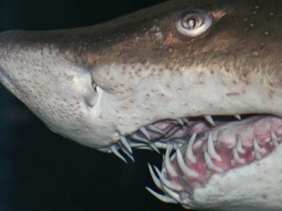 A 8 Animals With Regenerating Teeth