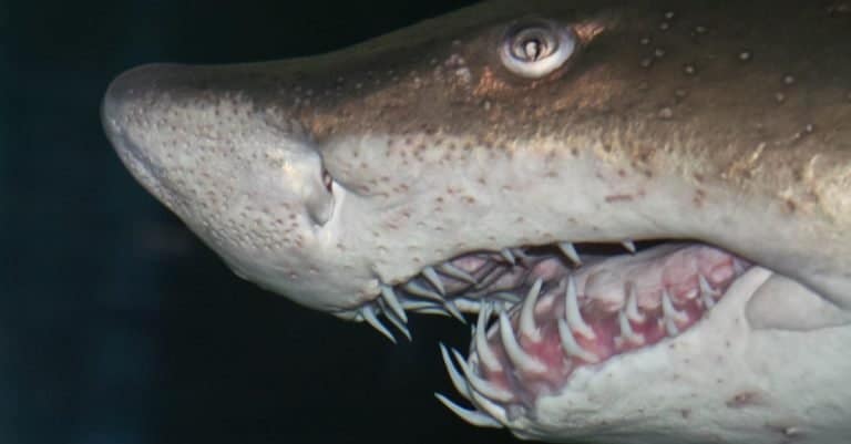 The head of a big sand tiger shark in detail with a dark background.