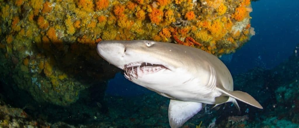 Huge sand tiger sharks swim through the caves.