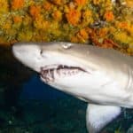 Grey nurse shark