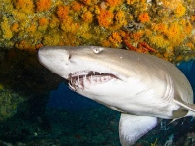 A Sand Tiger Shark