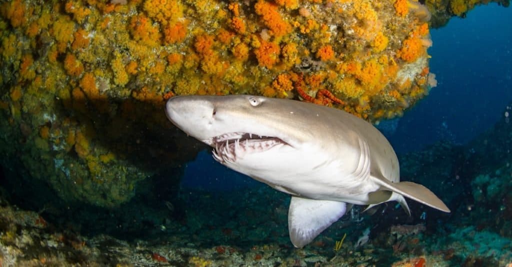 A huge sand tiger shark swims in the cave.