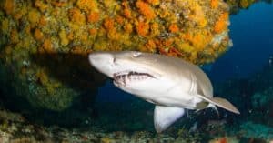 Sand Tiger Shark Teeth: Everything You Need To Know Picture