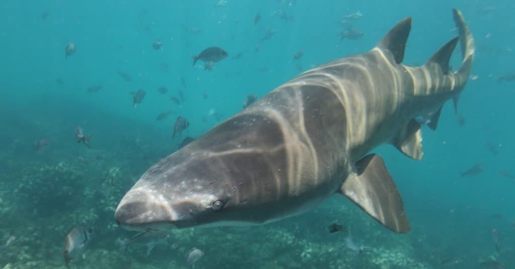 Requin tigre de sable ou requin nourrice gris ou requin à dents en lambeaux tacheté, Carcharias taurus, Cape Infanta, Afrique du Sud, Océan Indien
