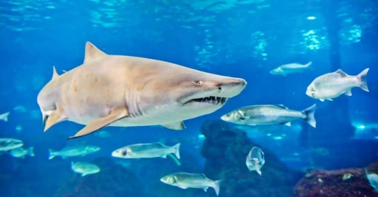 Sand tiger shark (Carcharias taurus) swimming with other fish in an aquarium.