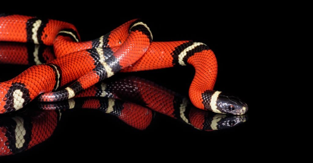 The most beautiful animal - scarlet king snake