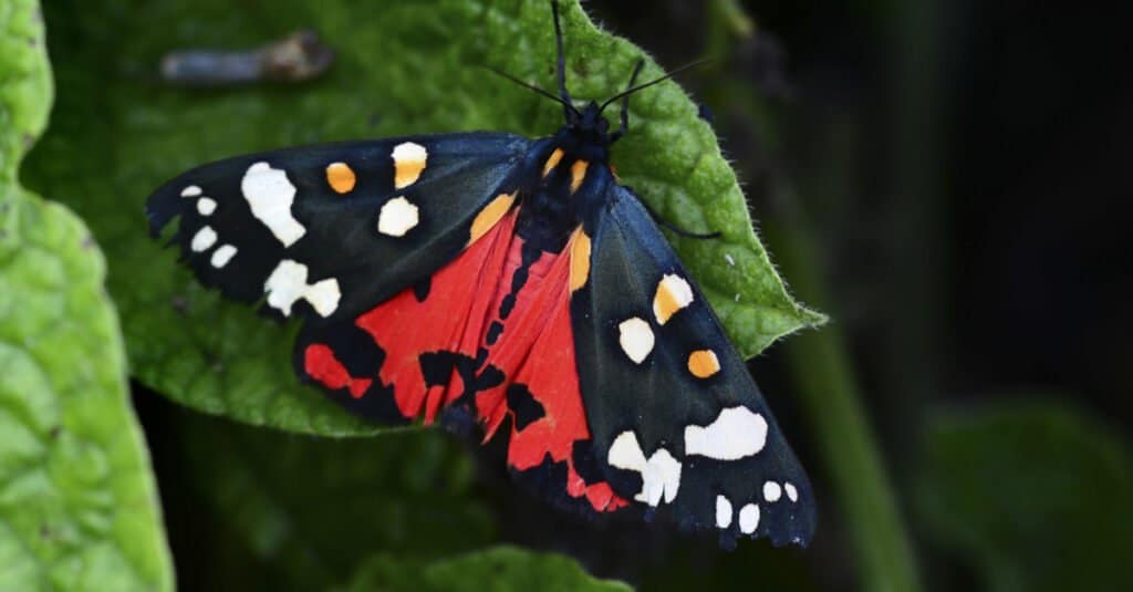 Scarlet tiger moth