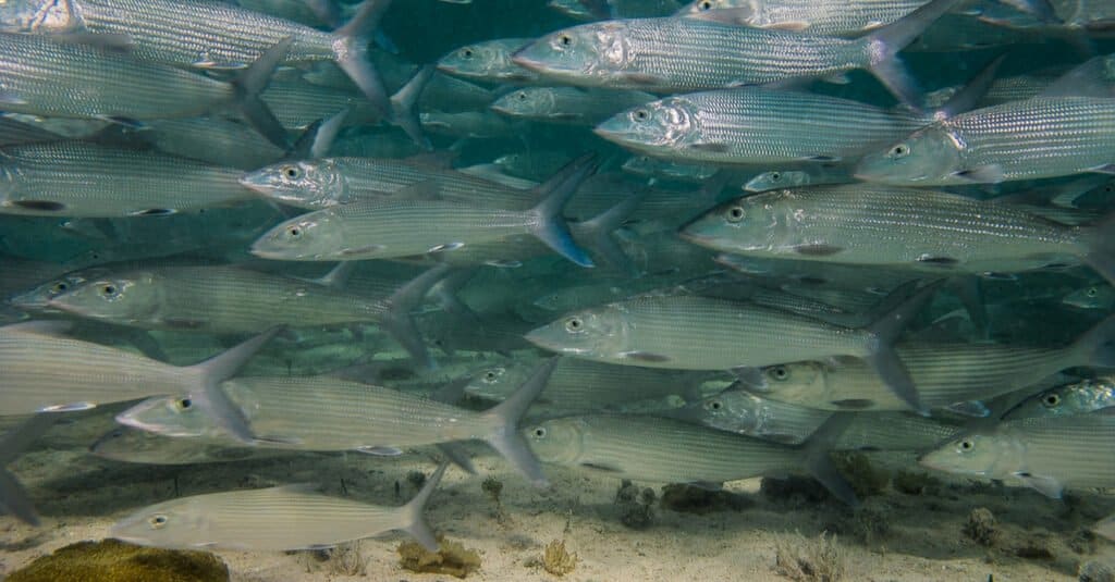 One of the fastest fish, the bonefish can live for up to 20 years. They are relatively small, and their shape assists them in swimming quickly.