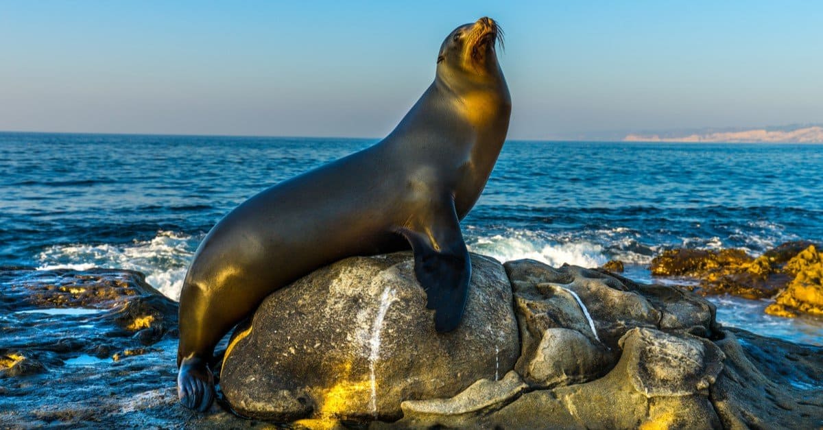 Sea lions are attacking swimmers in the San Francisco Bay