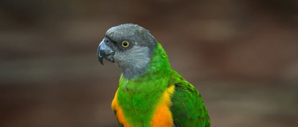 Senegal parrot sitting on a branch.