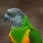 Senegal parrot