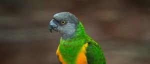 Senegal parrot sitting on a branch.