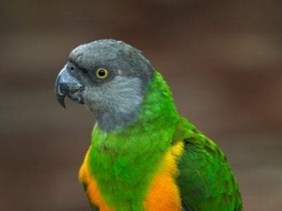 Senegal Parrot Picture