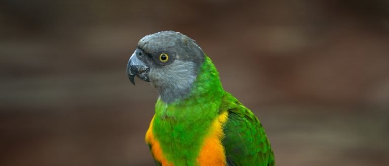 Senegal parrot sitting on a branch.
