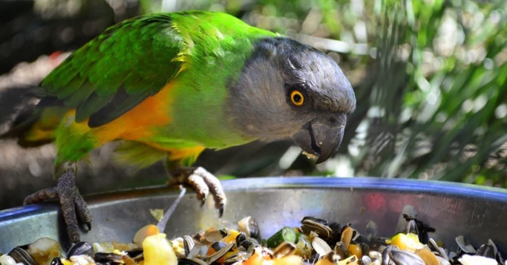 Senegal parrot consuming fruits and beans for lunch in Bali Bird Park.