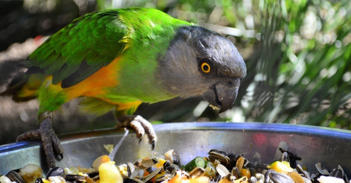 parrot bird eating food