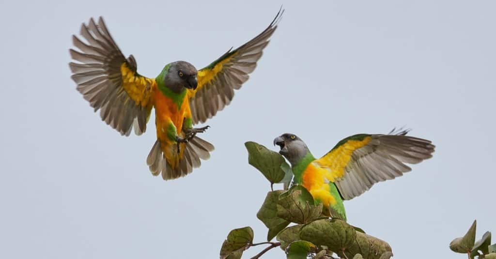 Senegal parrot isolated on a white background.