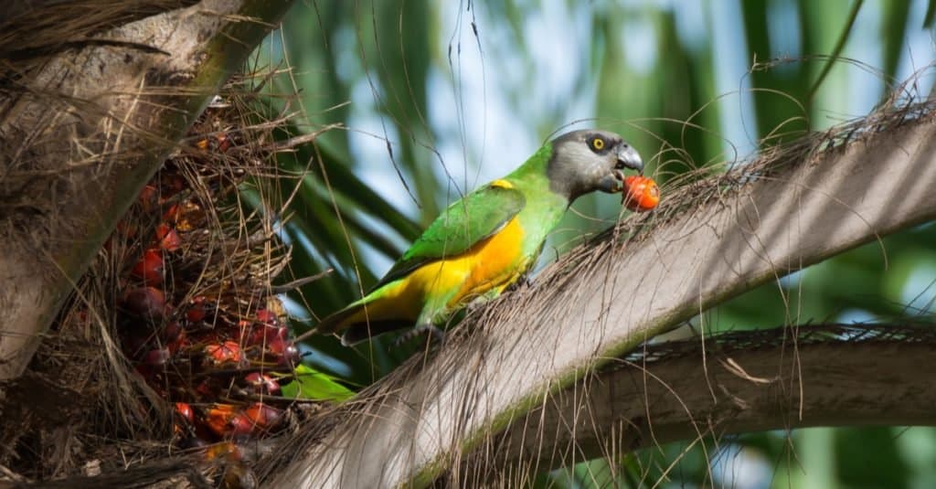 What Do Parrots Eat? 50+ Foods They Love AZ Animals